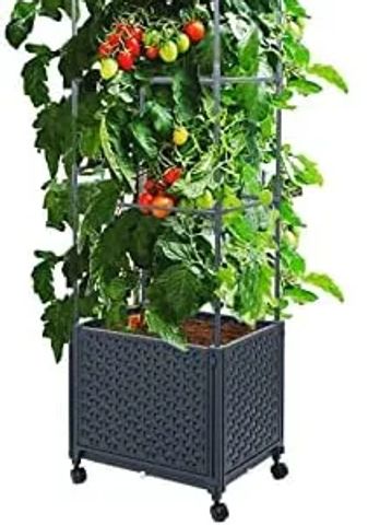 Tomato plants growing vertically in a wheeled planter box.
