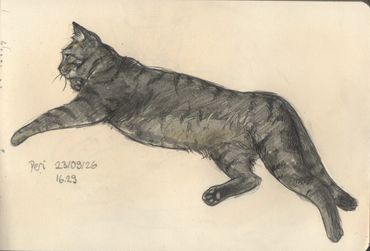 Sketch of a stretched-out cat.