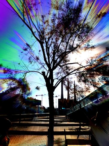 Árbol con efecto de luz colorida al amanecer.