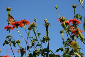 I observed that Monarchs prefer Mexican Sunflowers above all other flowering plants in our yard.  