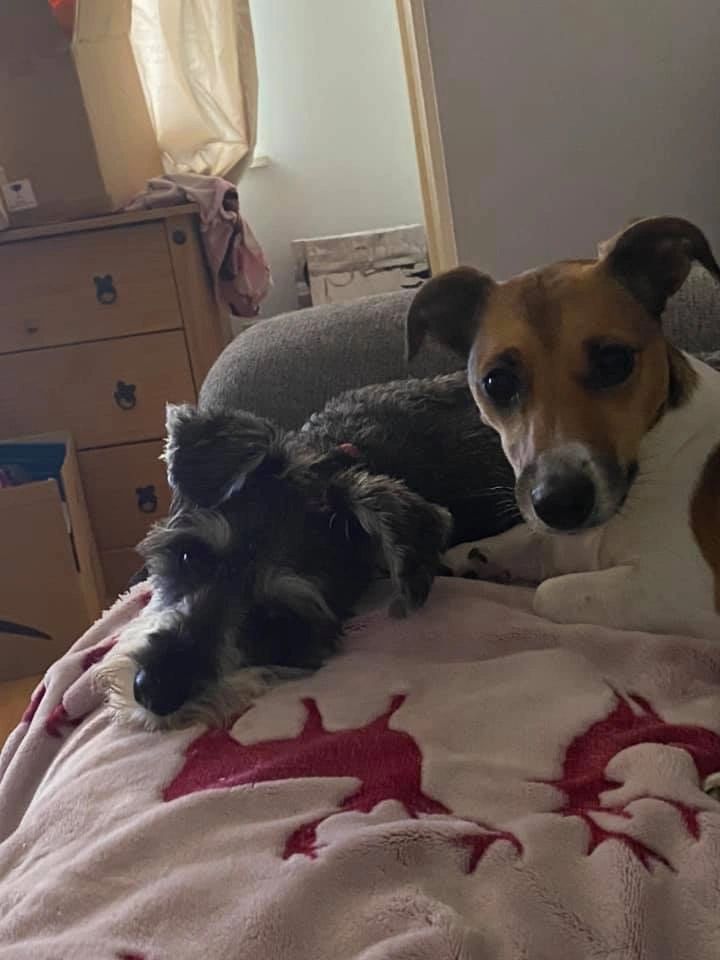 What Is Dog Home Boarding