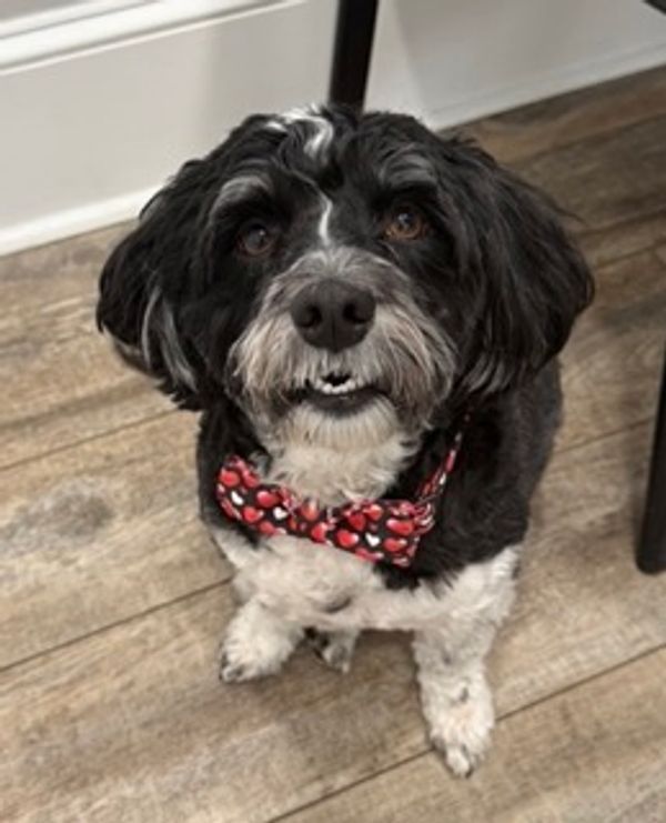 Black and white dog wearing a heart-patterned bowtie.