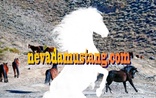 Nevada Mustang.com