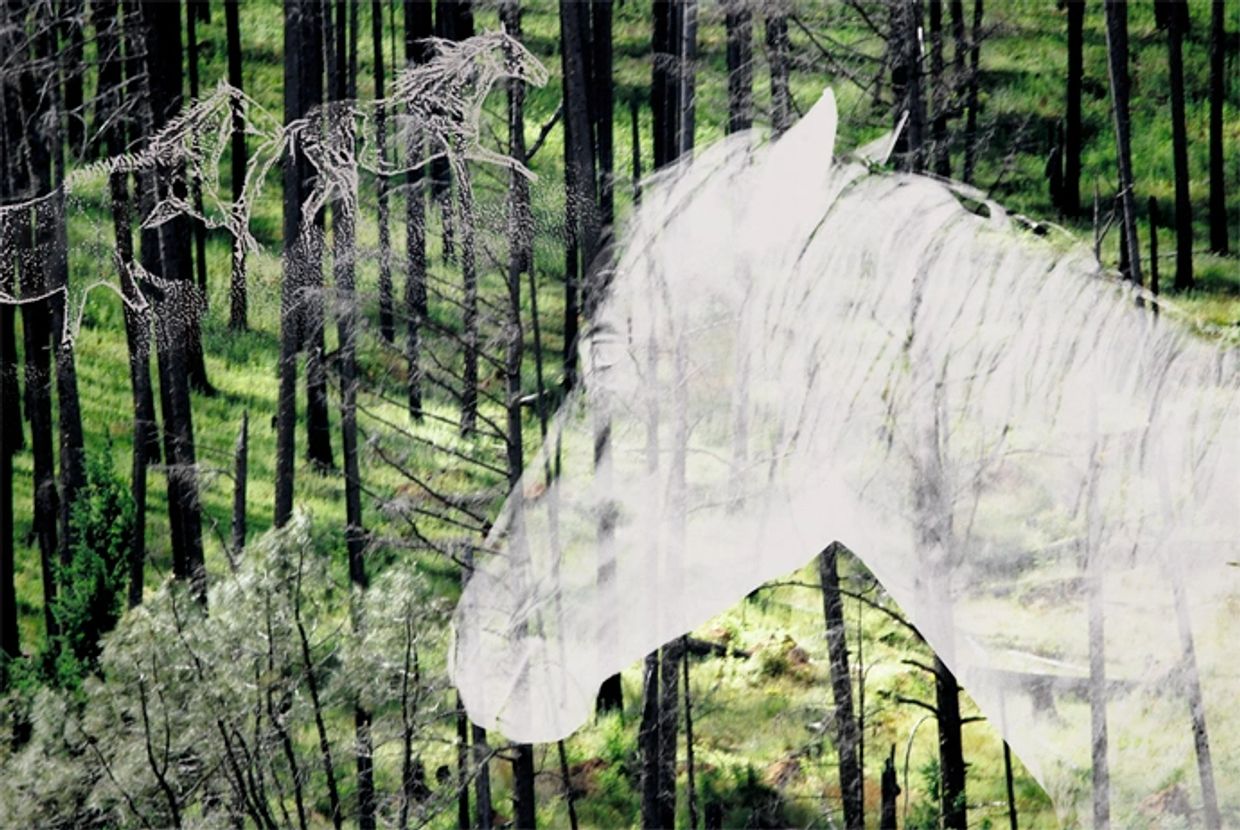 transparent white horses running in trees.