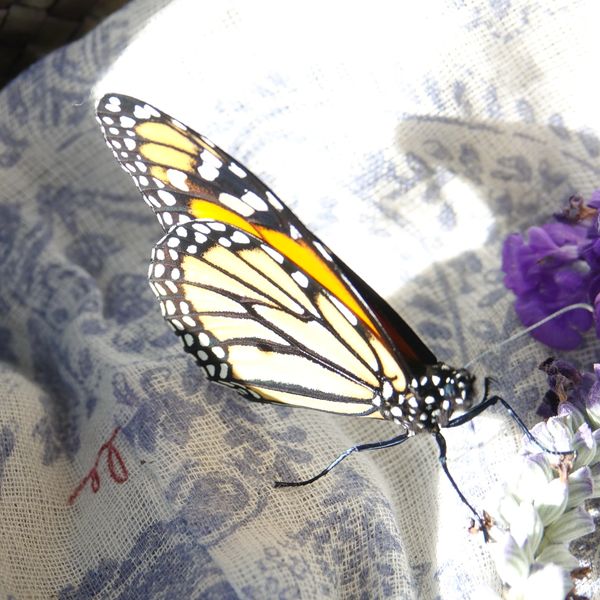 Monarch butterfly perched on a purple flower with patterned cloth background.