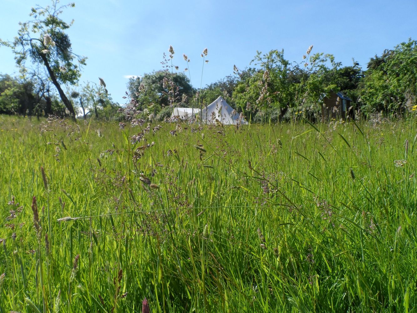 long grass showing greengage bell tent and kitchen canopy 