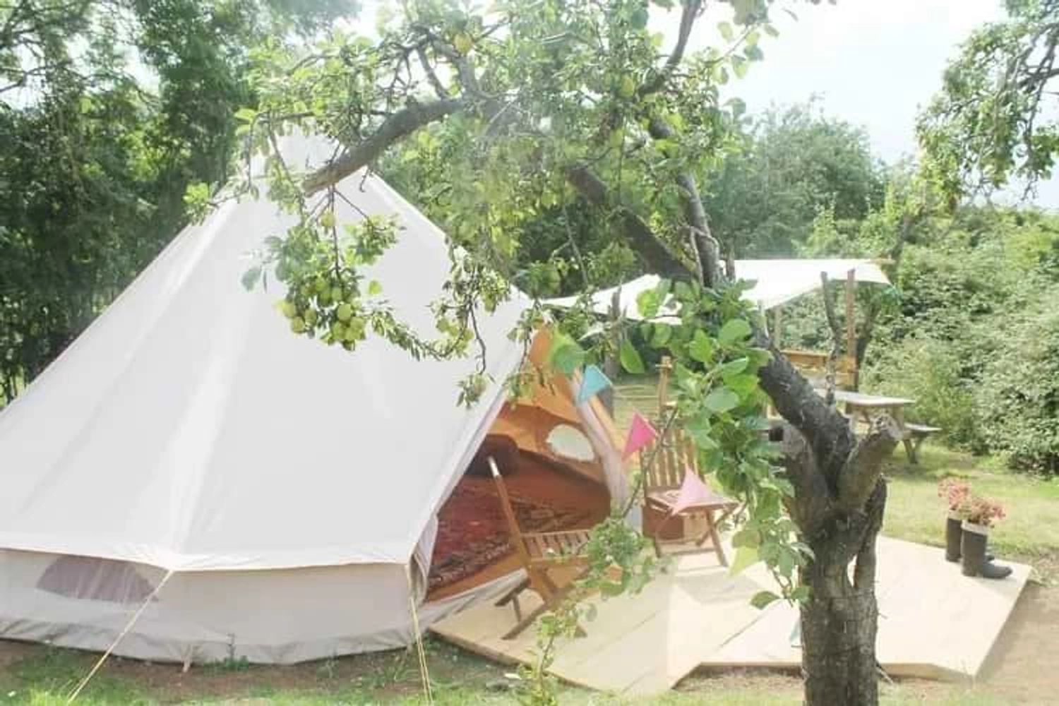 Egg plum bell tent with flowers