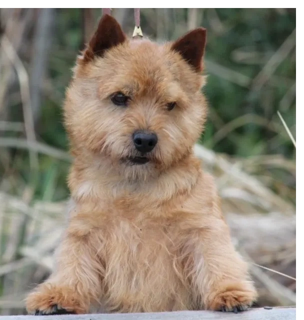 are norwich terrier good with kids