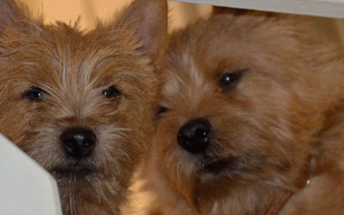 dralion kennels