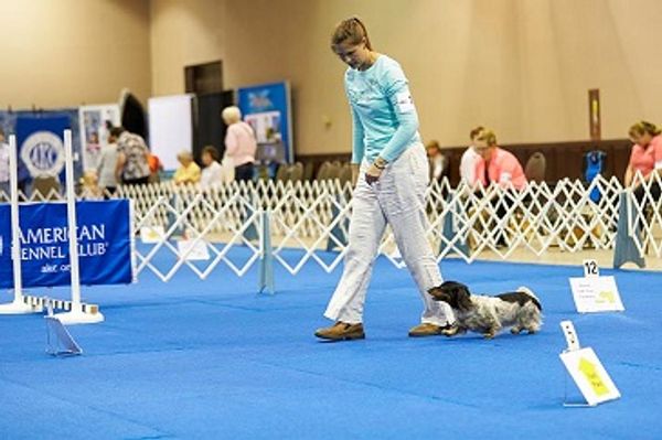 Teach Your Dog to Stand on Cue – American Kennel Club