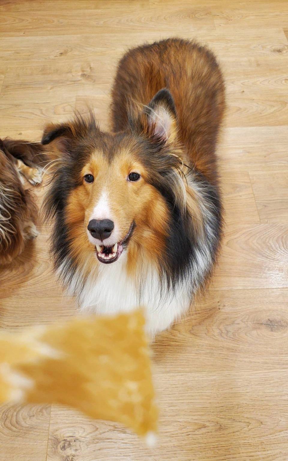 寵過頭汪喵坊，GorgiePet，寵物肉乾，寵物零食，狗肉乾，貓肉乾，狗零食，貓零食，狗餅乾，貓餅乾，寵物訓練零食，雞肉乾，雞胸肉乾，紅蘿蔔乾，雞肉紅蘿蔔乾，喜樂蒂，牧羊犬，臘腸狗，紅貴賓