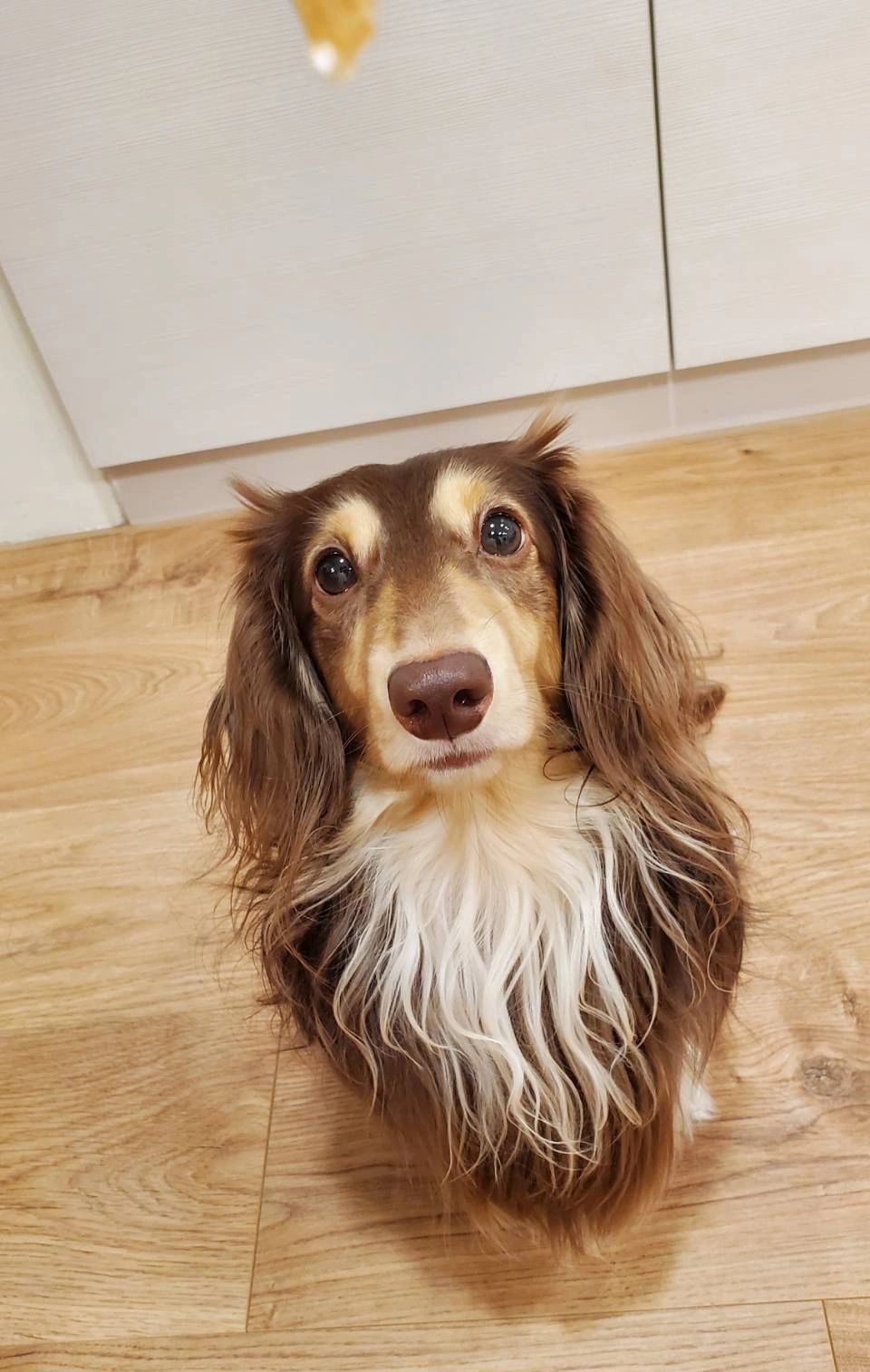 寵過頭汪喵坊，GorgiePet，寵物肉乾，寵物零食，狗肉乾，貓肉乾，狗零食，貓零食，狗餅乾，貓餅乾，寵物訓練零食，雞肉乾，雞胸肉乾，紅蘿蔔乾，雞肉紅蘿蔔乾，喜樂蒂，牧羊犬，臘腸狗，紅貴賓