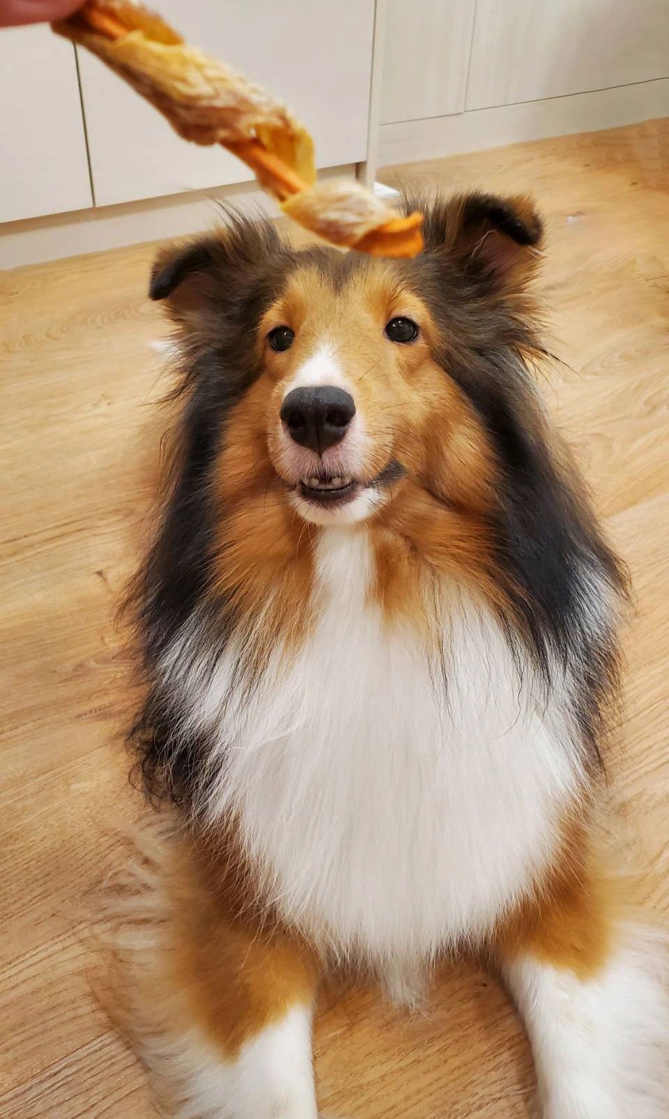 寵過頭汪喵坊，GorgiePet，寵物肉乾，寵物零食，狗肉乾，貓肉乾，狗零食，貓零食，狗餅乾，貓餅乾，寵物訓練零食，雞肉乾，雞胸肉乾，紅蘿蔔乾，雞肉紅蘿蔔乾，喜樂蒂，牧羊犬，臘腸狗，紅貴賓