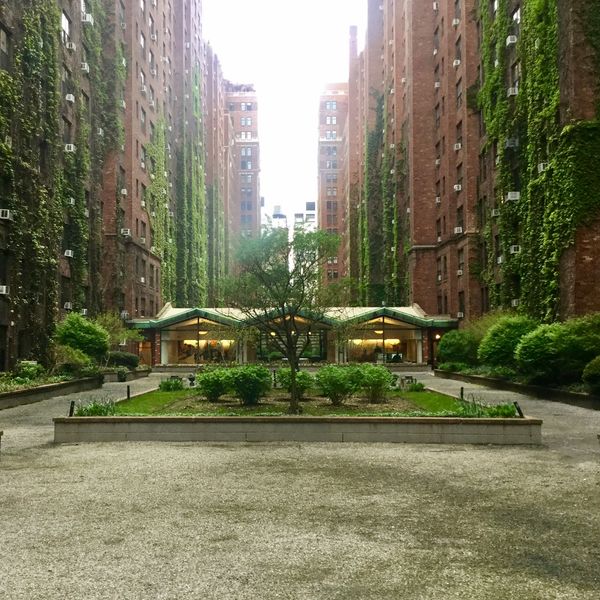 A courtyard garden surrounded by tall brick buildings covered in ivy.
