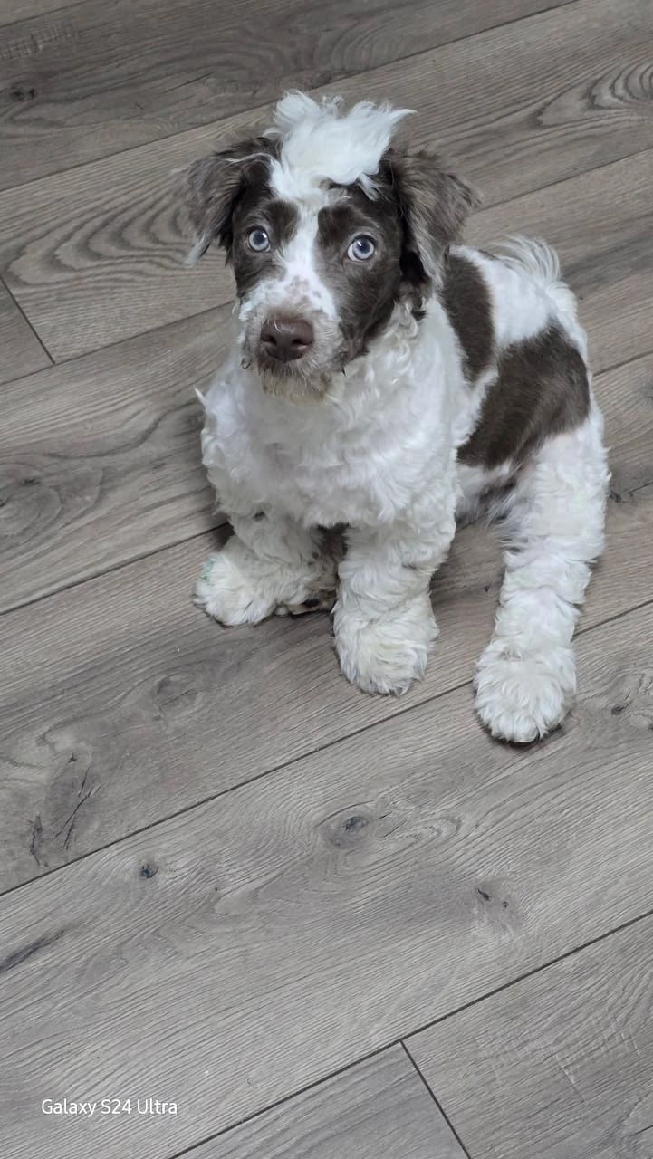 Curly white and brown puppy with striking blue eyes sitting on wooden floor.