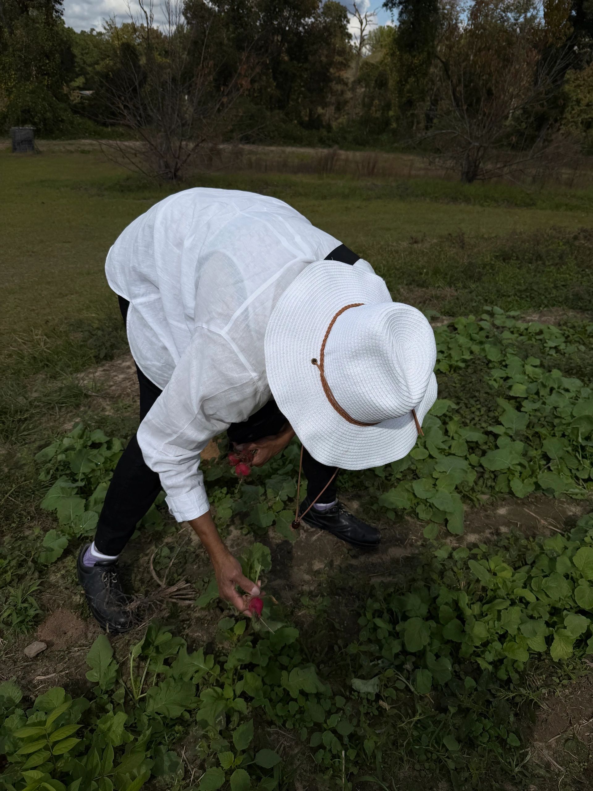 Person in white hat harvesting radishes in a garden.