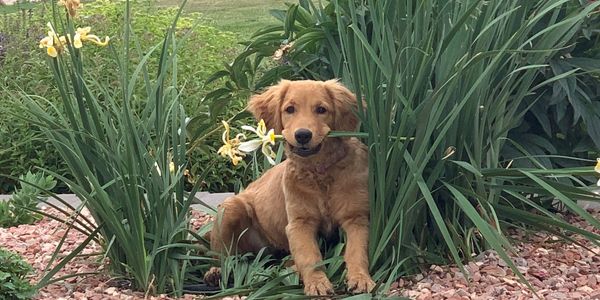 Cute puppy with flower
