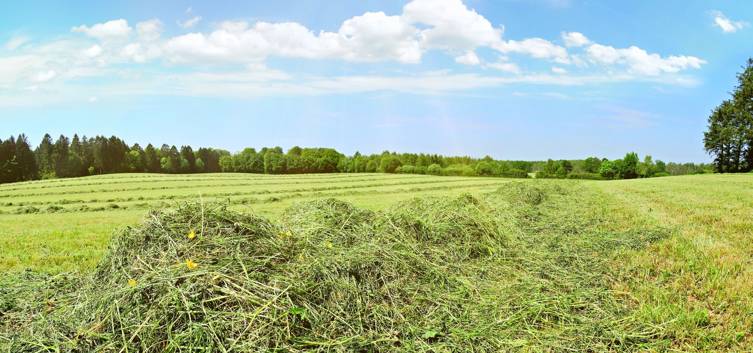 hay, soil and forage testing, kittitas county