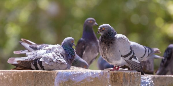 Pigeon infestation 