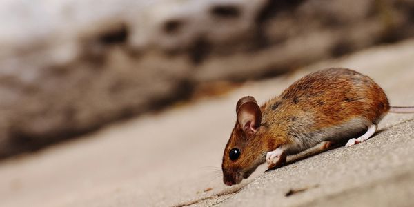 Mice infestation and control. Pest eradication.