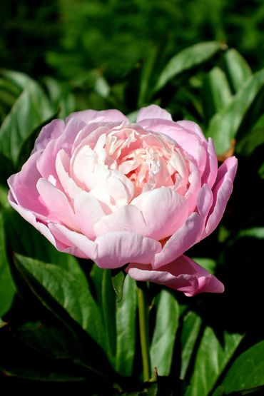 A blooming pink peony flower.