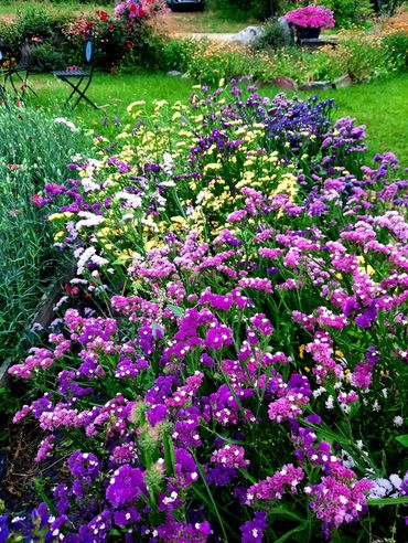 Vibrant flower garden with pink, purple, and white blossoms.