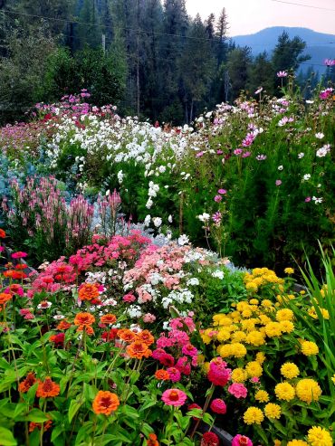 Colorful flower garden with mountains and trees in the background.