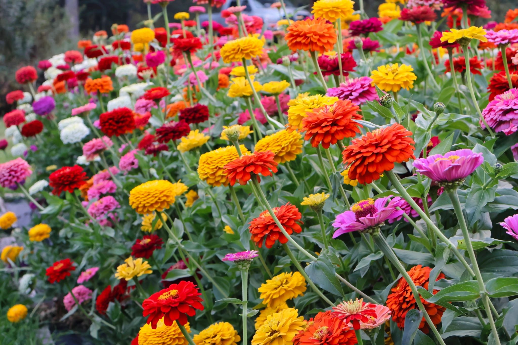 Colorful zinnia flowers blooming in a garden.