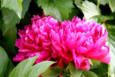 Bright pink peonies surrounded by green leaves.