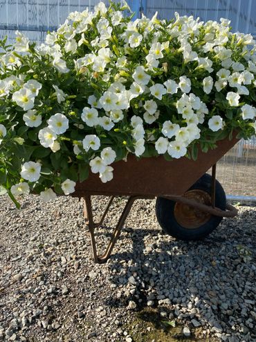 flowering trees, shrubs, flowers, and hanging baskets