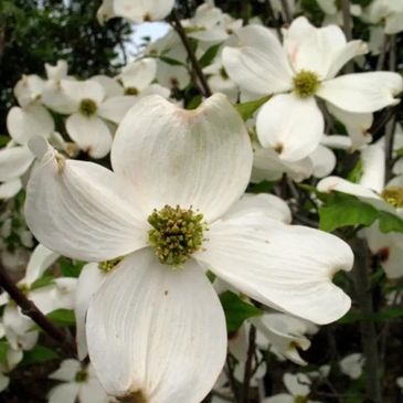 flowering trees, shrubs, flowers, and hanging baskets