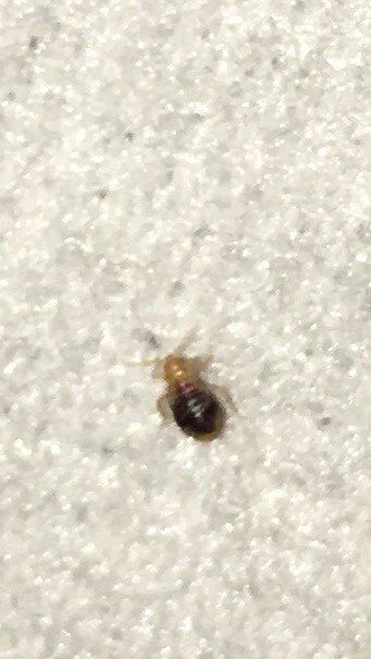 bed bugs exterminators