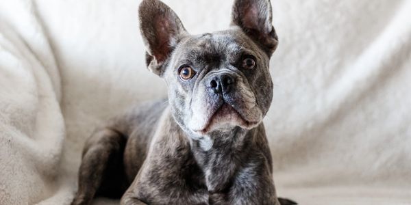 Lilac is the foundation of our program! Lilac started our journey years ago and has produced some am