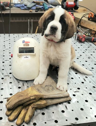 Porky is one of our shop dogs and one of the many reasons our company has its name.  