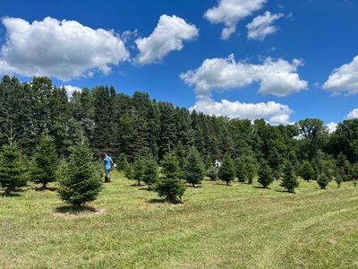 Boys working hard on maintenance of the Christmas tree fields on a beautiful, blue sky, summer day.