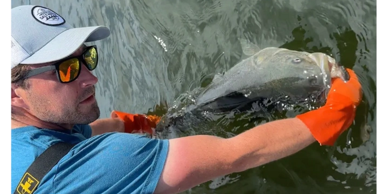 Captain Joe Jerome releasing a tagged striped bass back into the Gulf of Maine.