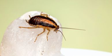 A German Roach. 