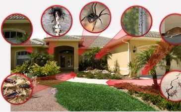 Pest control , Dunn Environmental Services, rodent control, termite control, iguana control