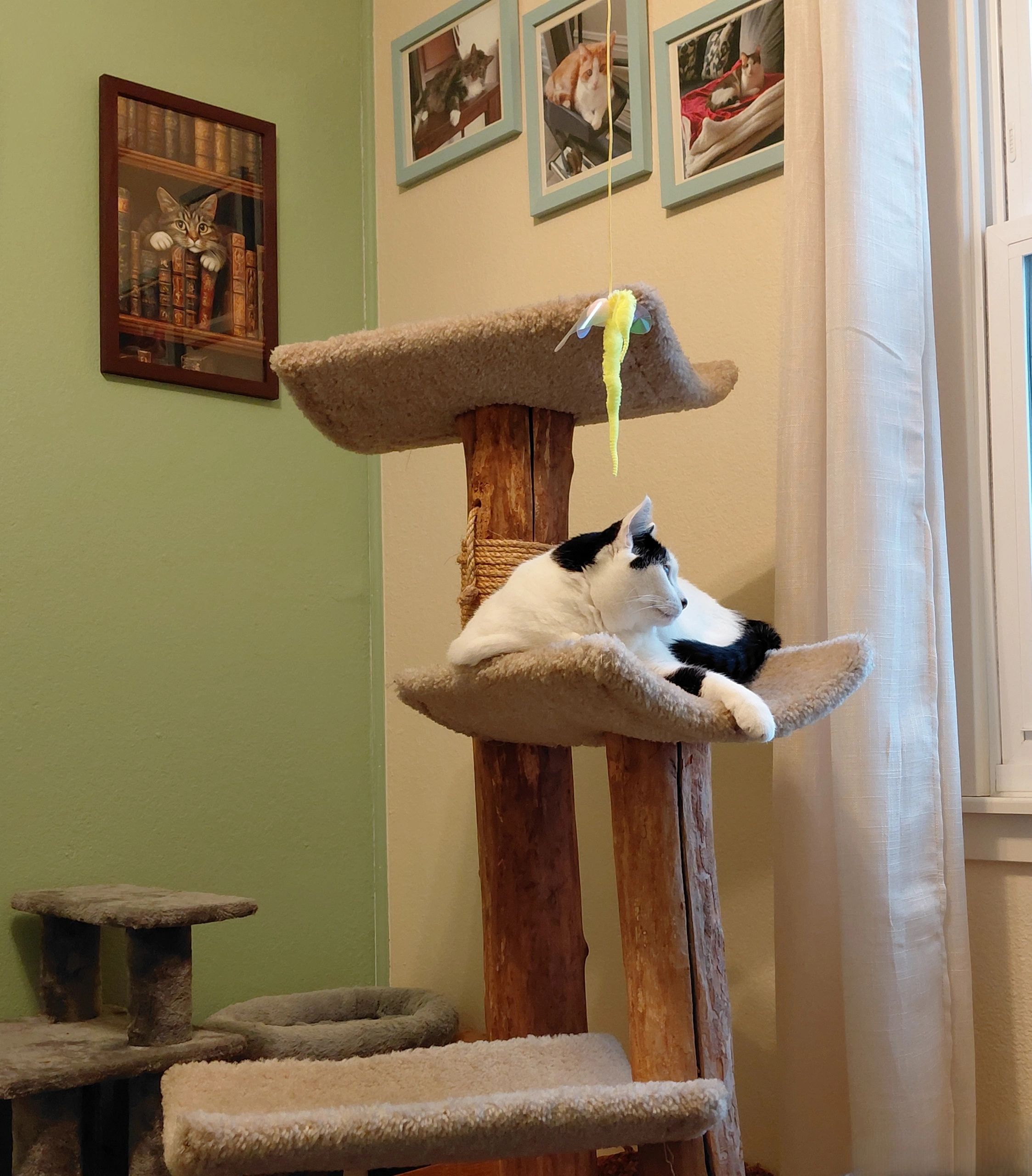 Black and white cat lounging on a rustic cat tree near framed cat photos.