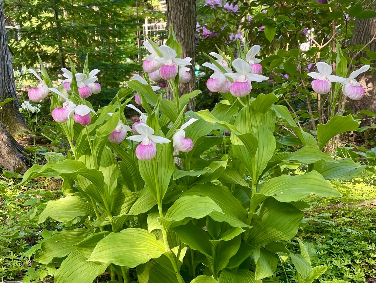 Lady slipper orchid clump
