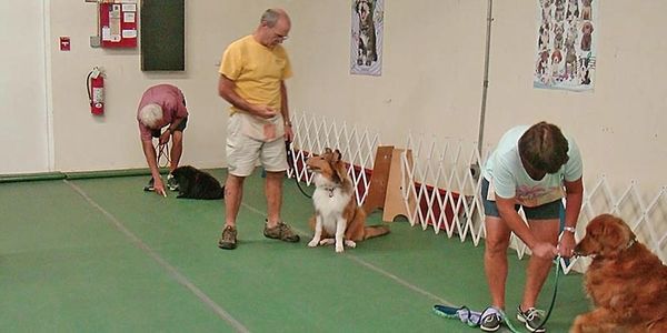 Three people training dogs indoors on a green floor.