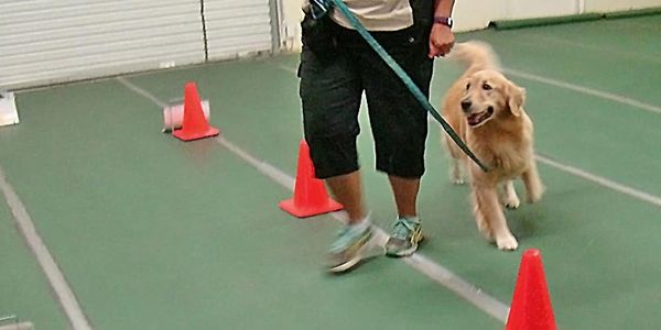 Person walking a happy golden retriever on a leash indoors.