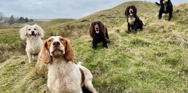 Five dogs sitting and standing on a grassy hill.