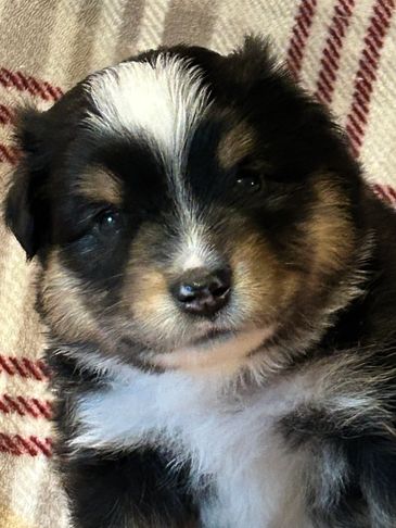 Close-up of a fluffy tricolor puppy.