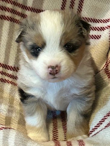 Cute fluffy puppy sitting on a blanket.