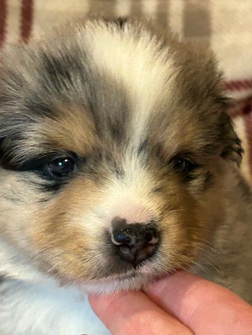 Close-up of a fluffy puppy's face.