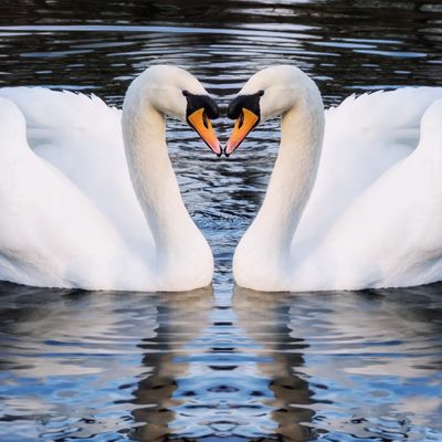 two swans on the water