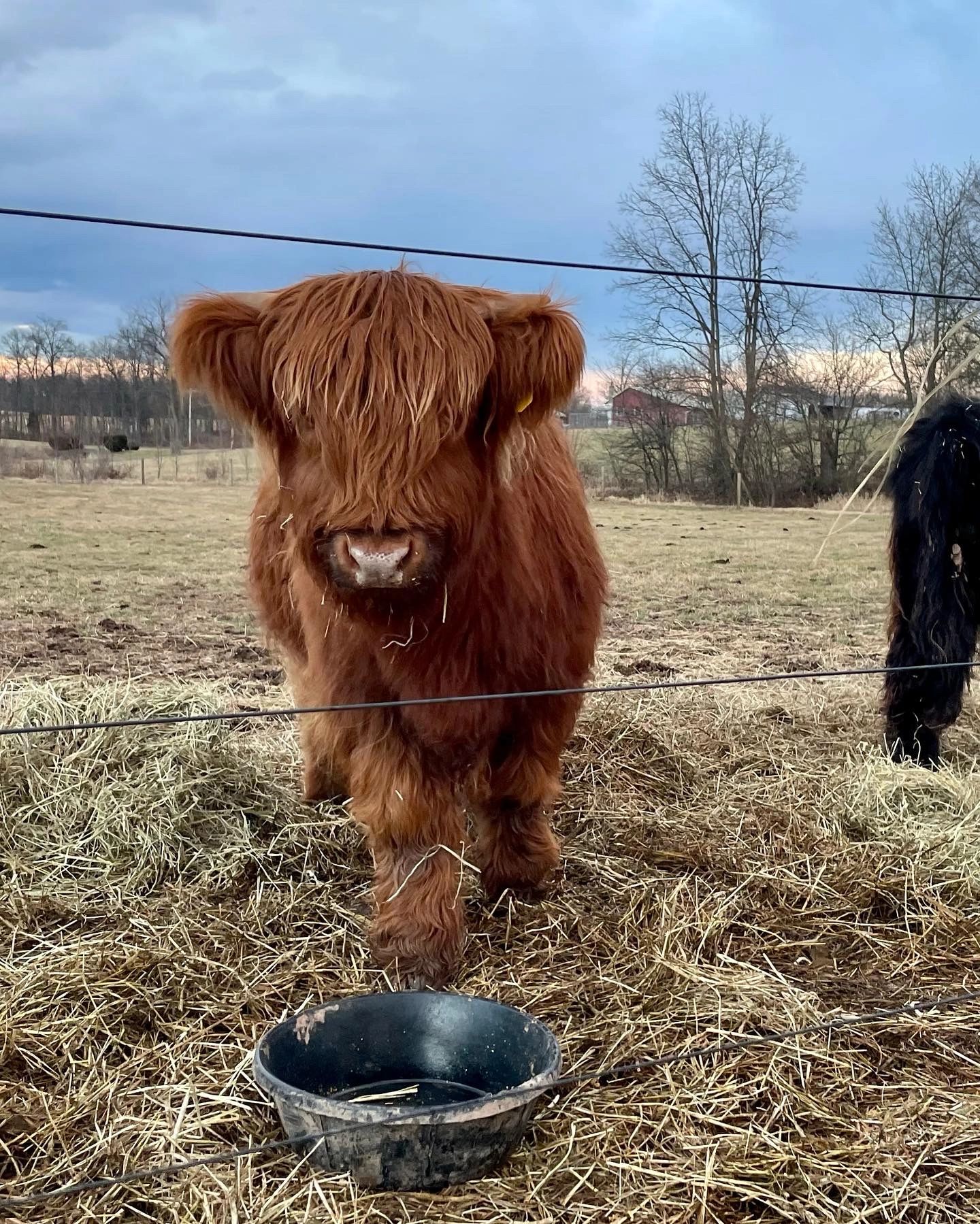 Miniature Highlands - Why and Why Not! — Koolah Creek Highland Cattle