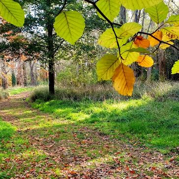 This is an image of a path through a forest in the fall.