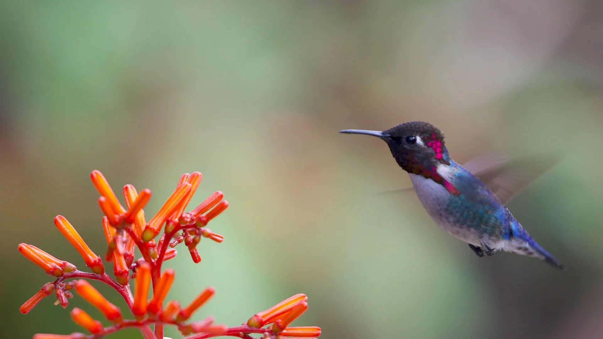 Hummingbird